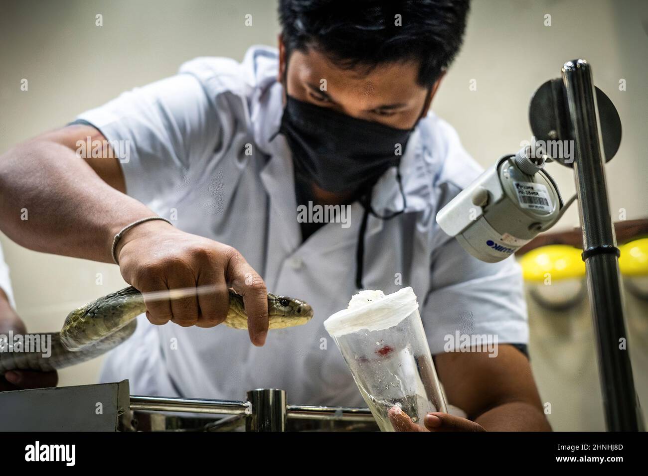 Snake venom production hi-res stock photography and images - Alamy