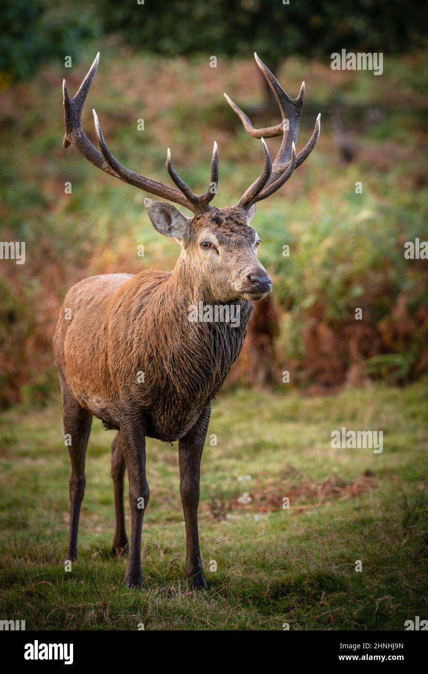 Stag,deer,red deer,Cervus elaphus - Stock Image