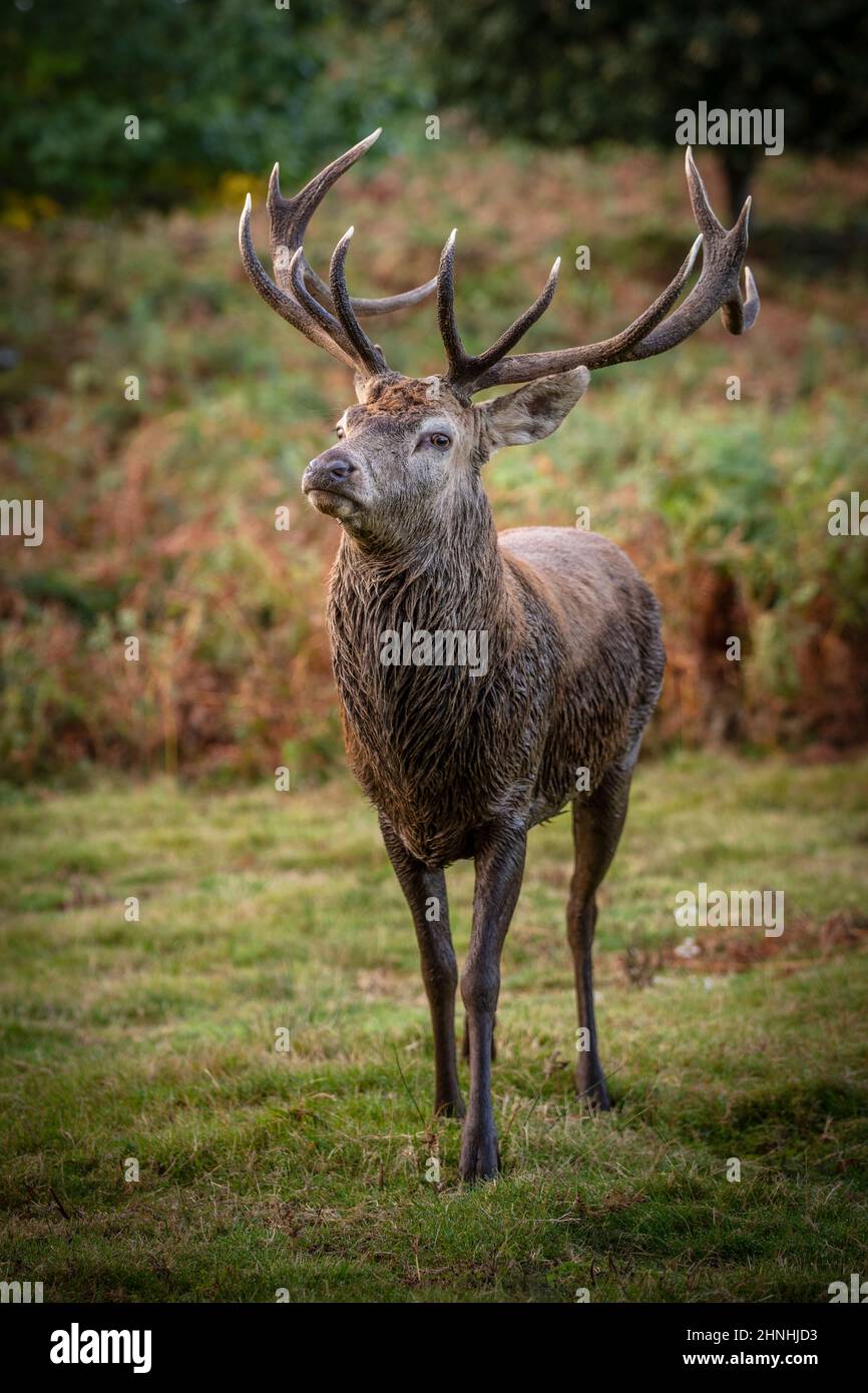 Stag,deer,red deer,Cervus elaphus - Stock Image
