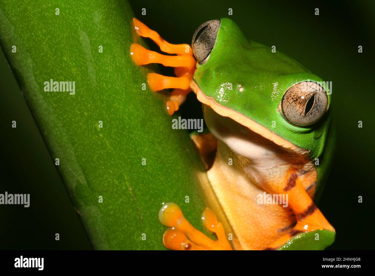 Tiger striped leaf frog callimedusa tomopterna hi-res stock photography ...