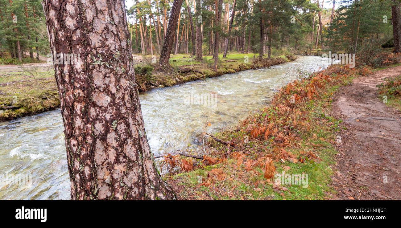 Eresma River, Scot Pine Forest, Guadarrama National Park, Segovia, Castile and Leon, Spain, Europe Stock Photo