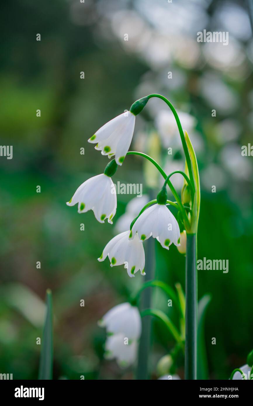 Park walk snowdrop hi-res stock photography and images - Alamy