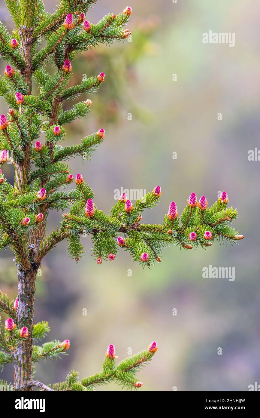 Red spruce cones on the branches Stock Photo