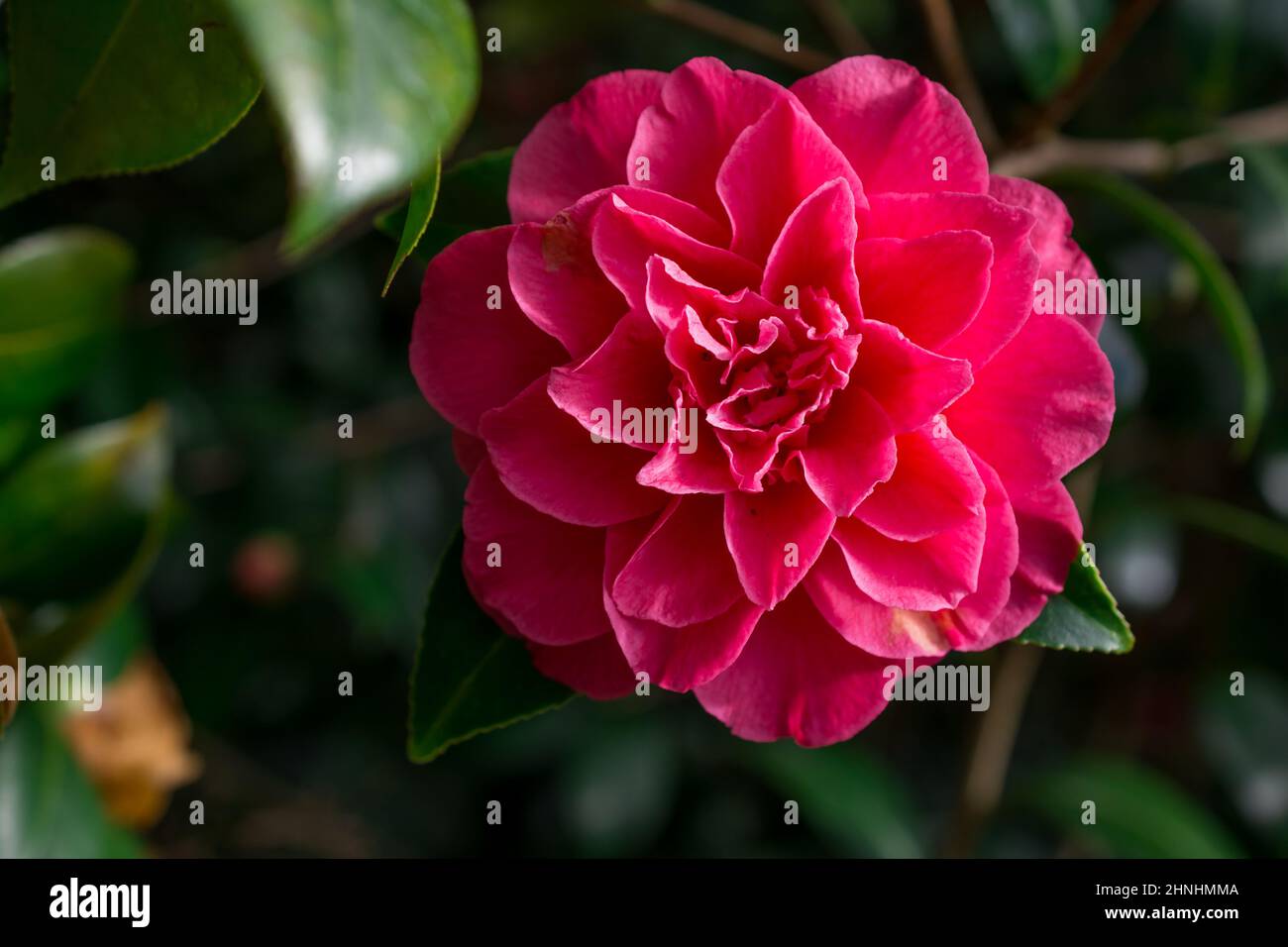 Spring flowers in park hi-res stock photography and images - Alamy