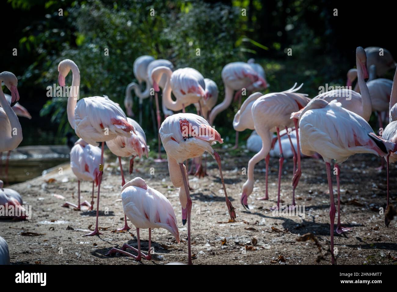 Zoo Vienna Schönbrunn Stock Photo - Alamy