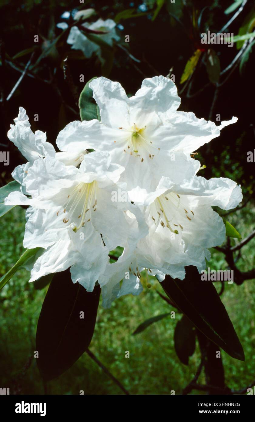 Rhododendron auriculatum with white flowers and large leaves. Stock Photo
