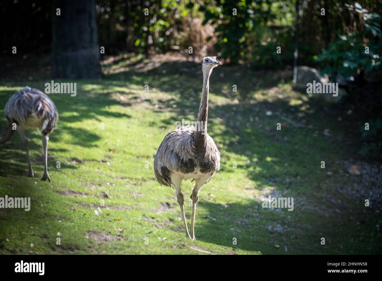 Zoo Vienna Schönbrunn Stock Photo - Alamy