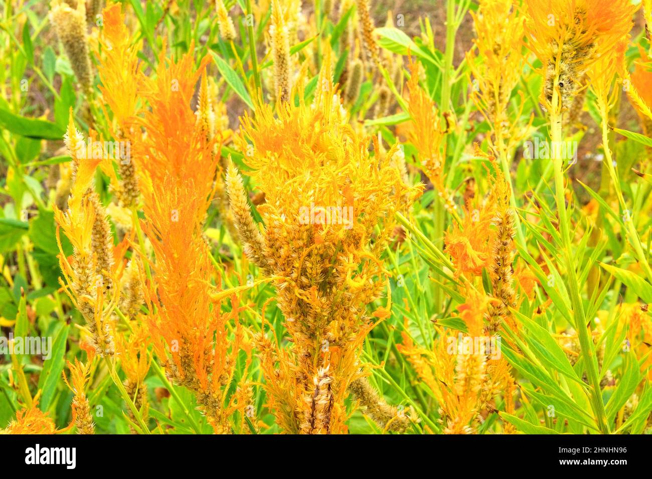 Organic yellow Amaranth in farming and harvesting. Amaranth is growing in rustic garden. Growing vegetables at home. Closeup. Stock Photo