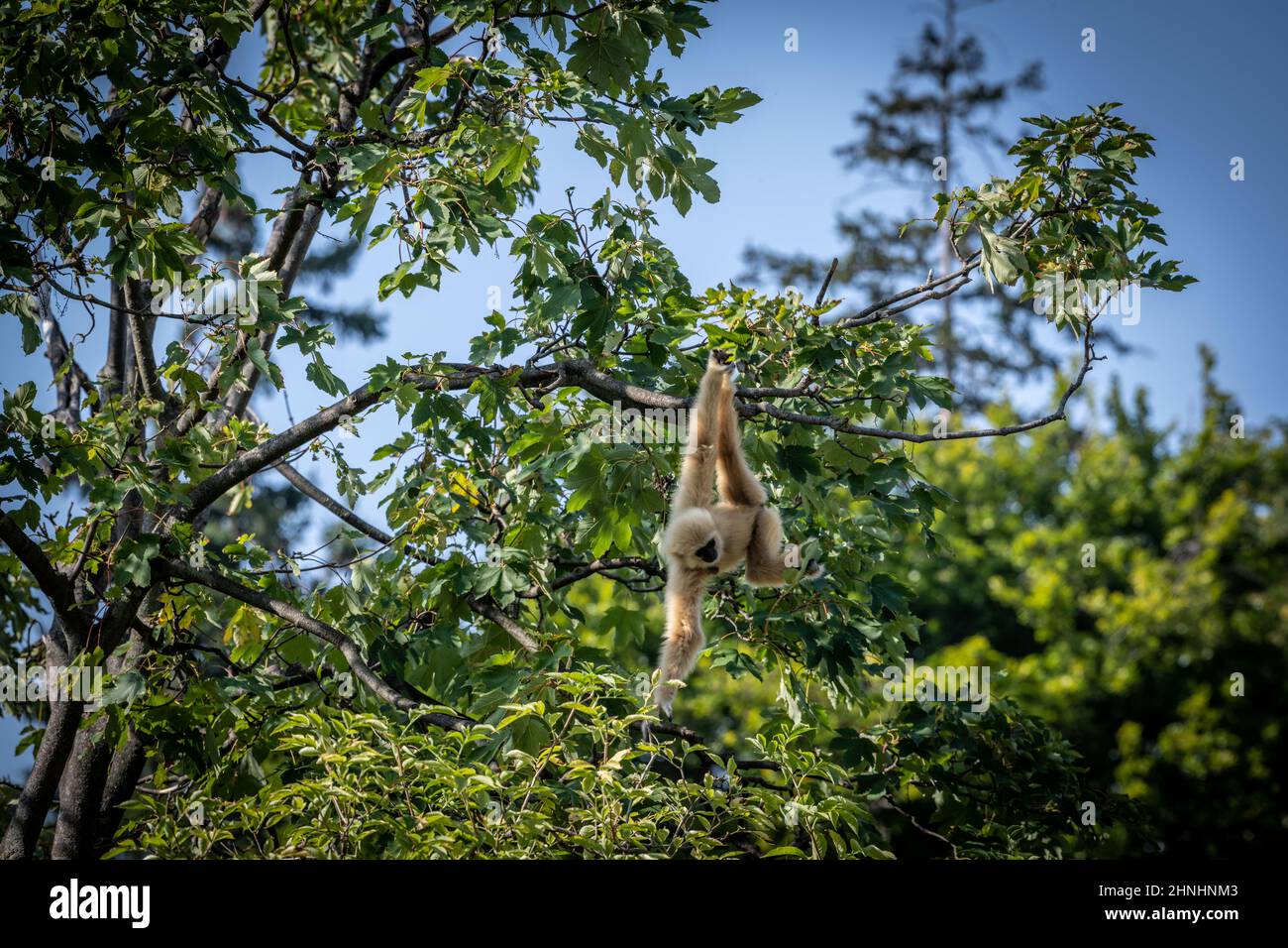 Zoo Vienna Schönbrunn Stock Photo - Alamy