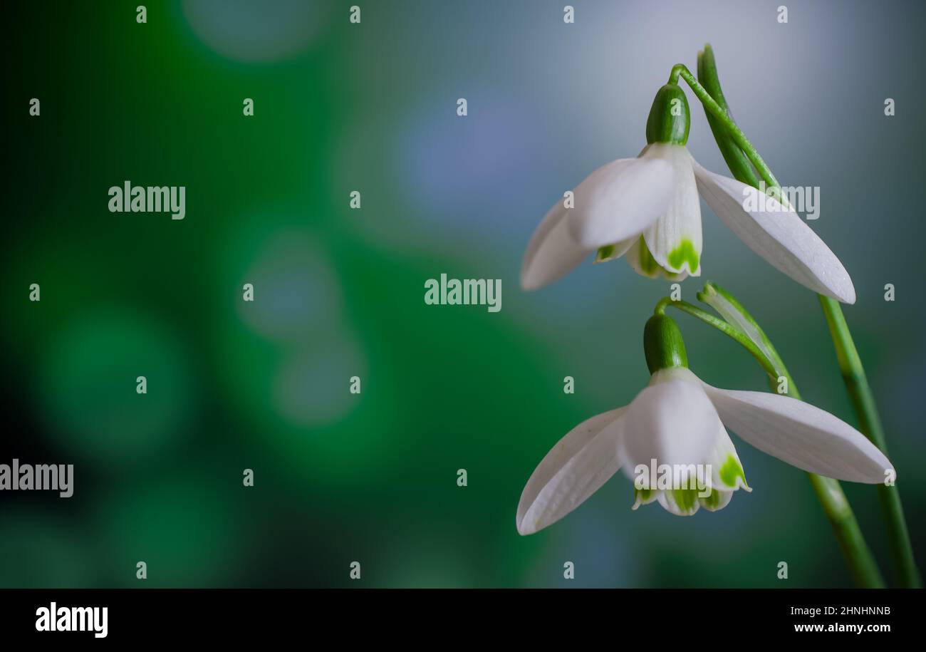beautiful early spring flowers Stock Photo - Alamy