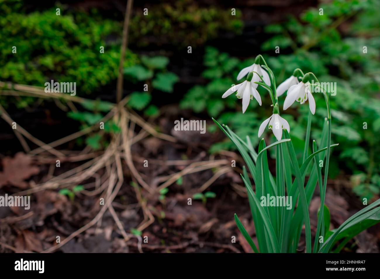 beautiful early spring flowers Stock Photo - Alamy