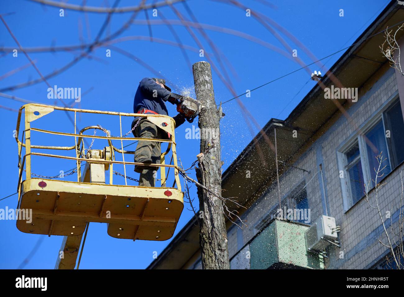 Worker cut dead standing tree with chainsaw using truck-mounted lift. Stock Photo