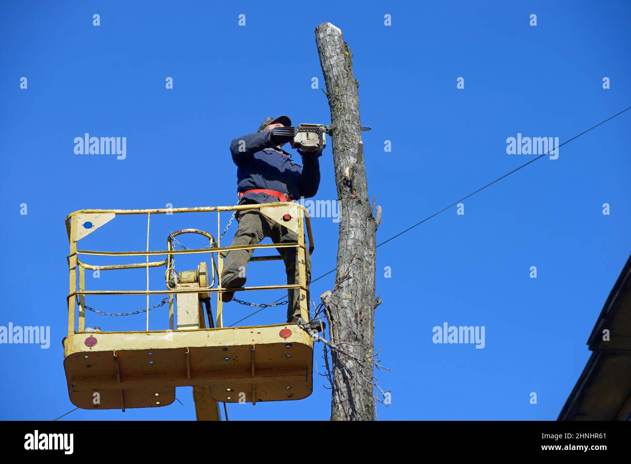 Worker cut dead standing tree with chainsaw using truck-mounted lift. Stock Photo
