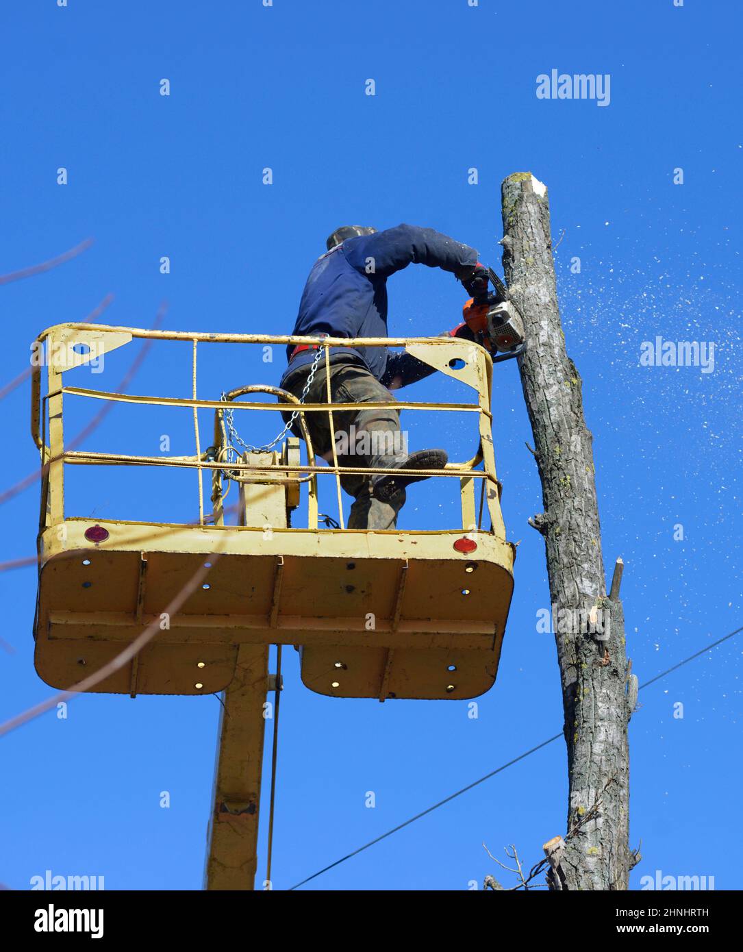 Municipal worker cutting dead standing tree with chainsaw and truck-mounted lift Stock Photo