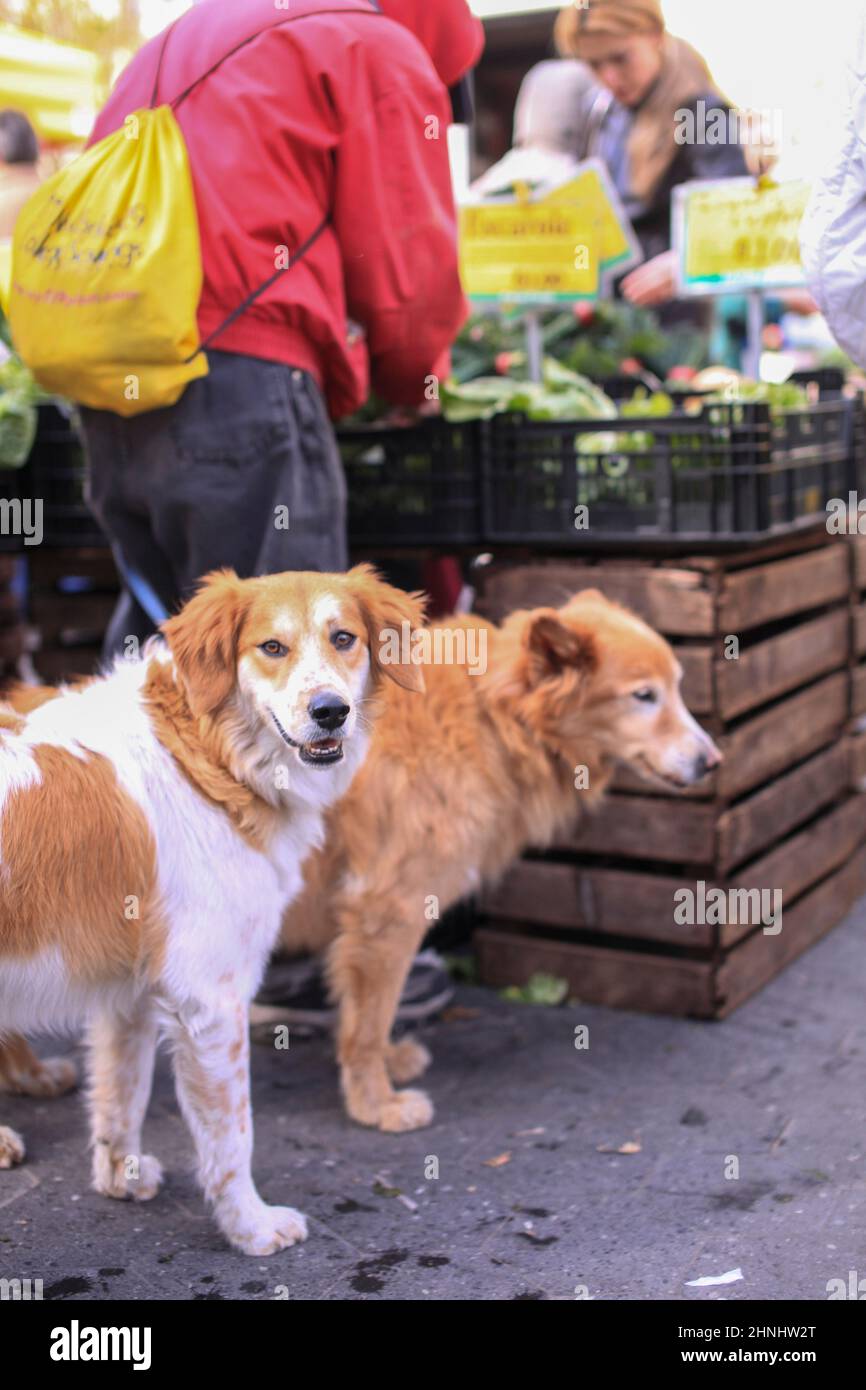 Dogs in New York in 2000s Stock Photo Alamy