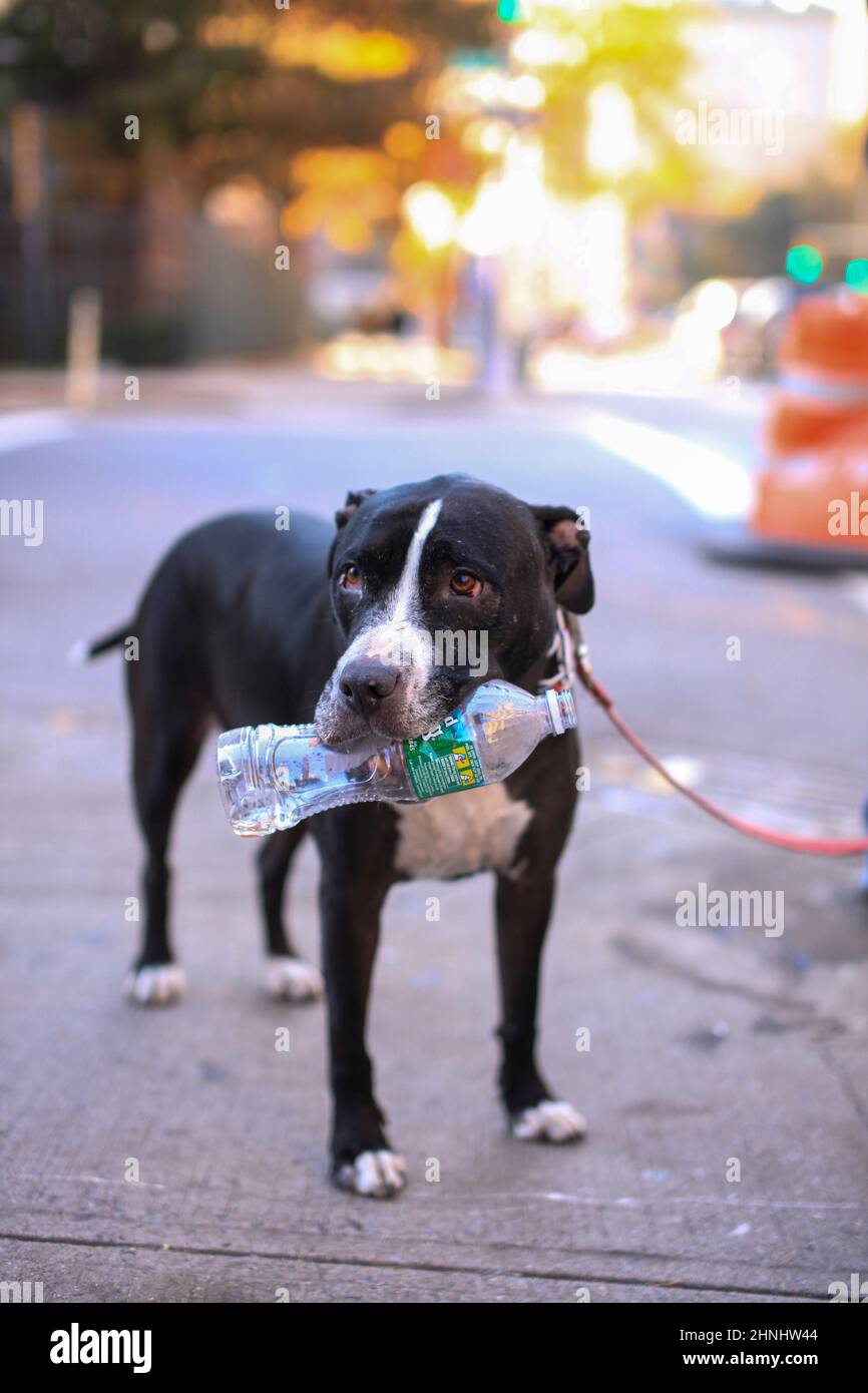 Dogs in New York in the 2000s Stock Photo Alamy