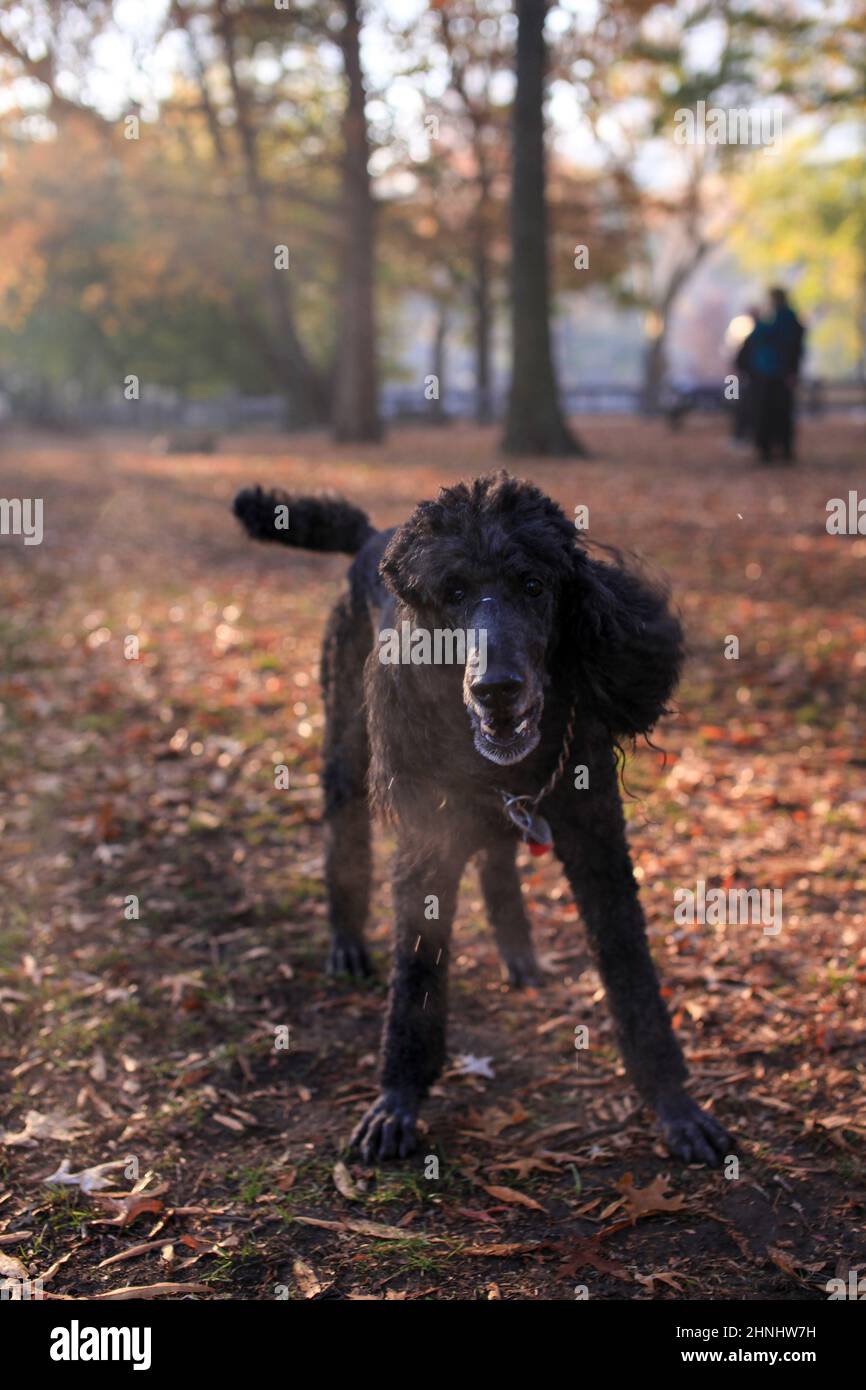Dogs in New York in the 2000s Stock Photo Alamy