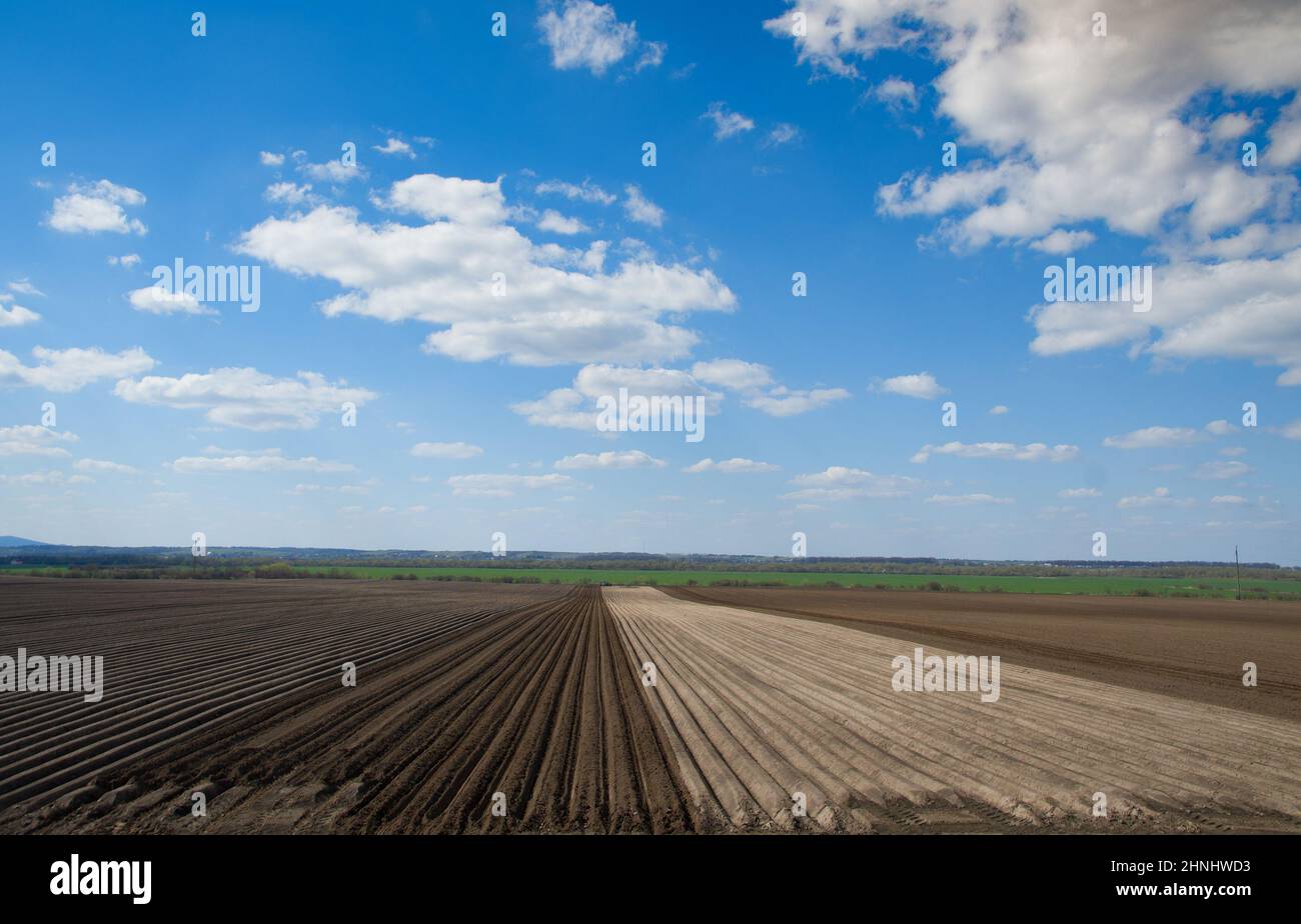 planting potatoes in the springtime. A close up Stock Photo