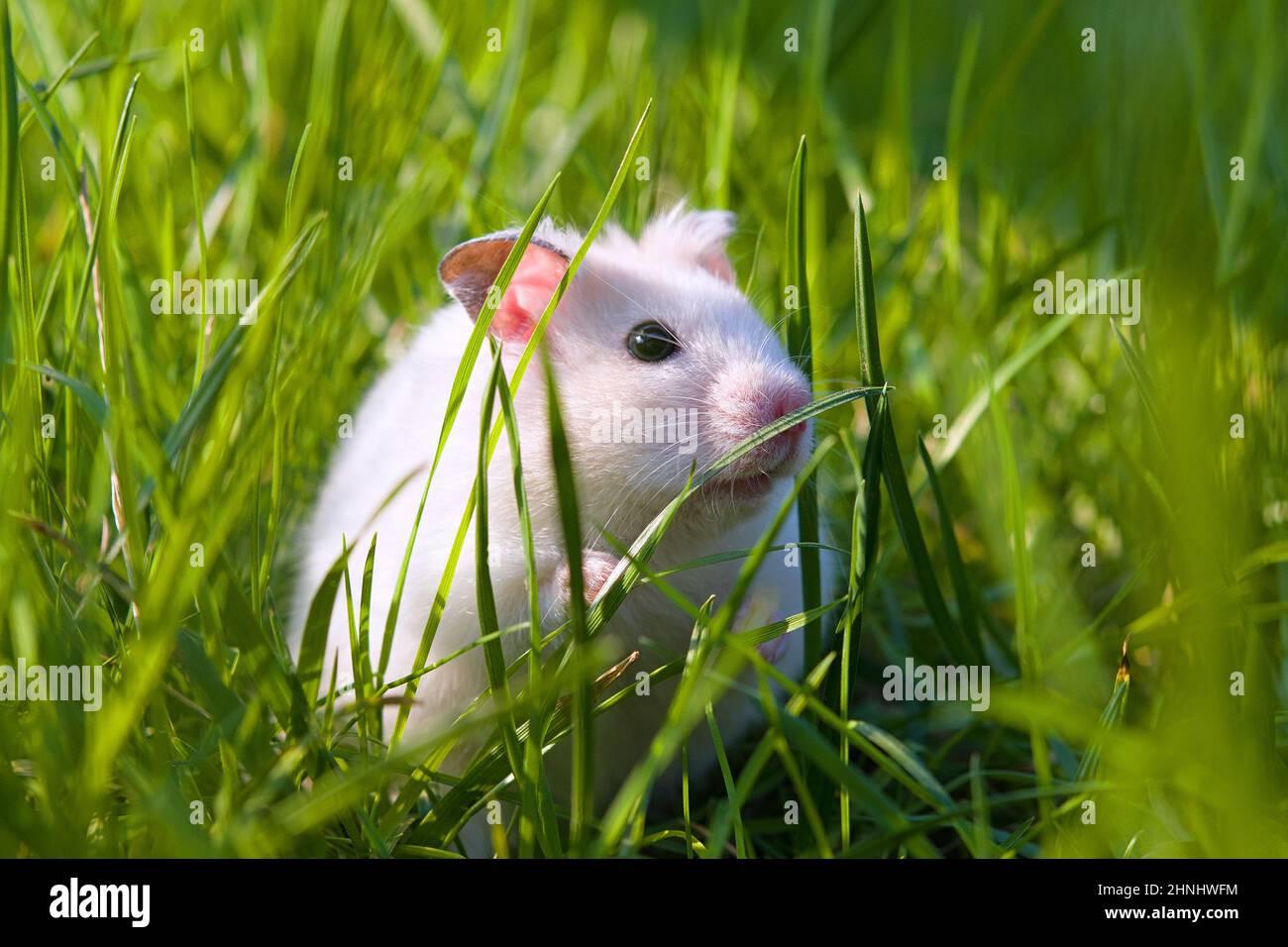 white hamster on lawn closeup Stock Photo