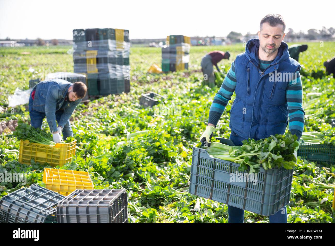 Farm worker carrying crate with celery Stock Photo Alamy