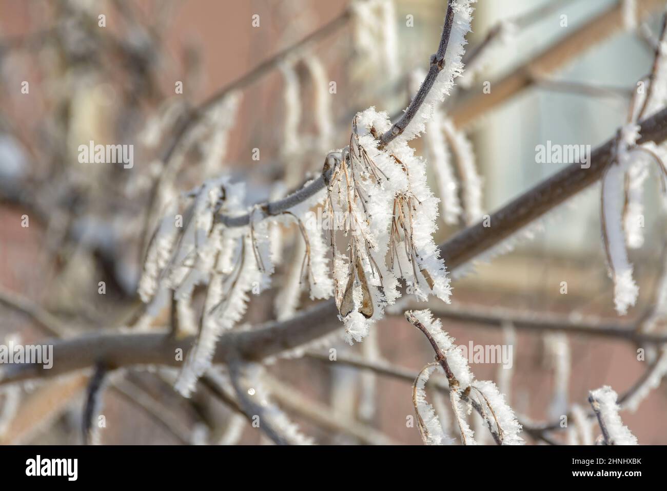 Branches of trees and bushes covered with frost in sunny frosty weather ...