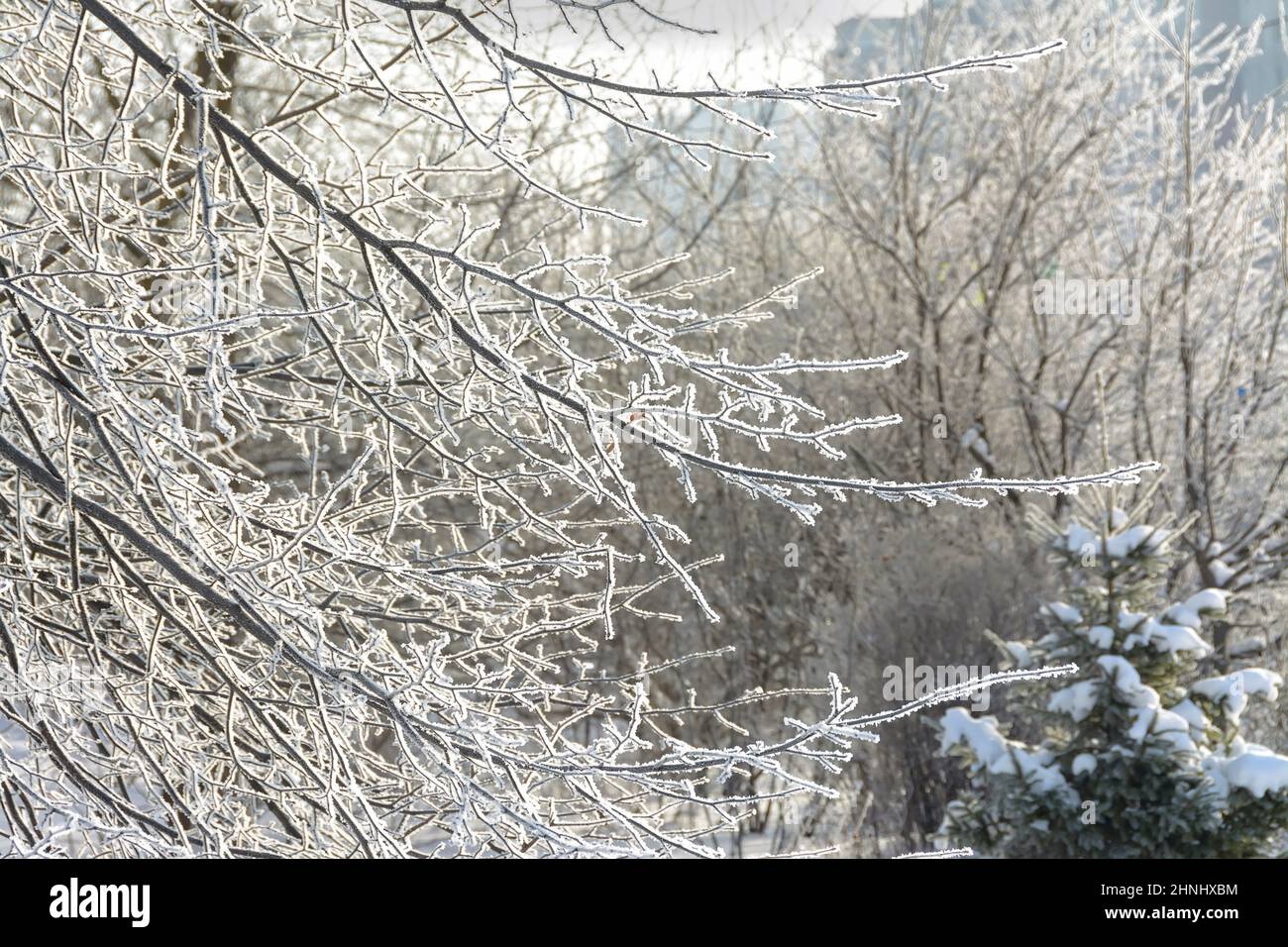 Branches of trees and bushes covered with frost in sunny frosty weather ...
