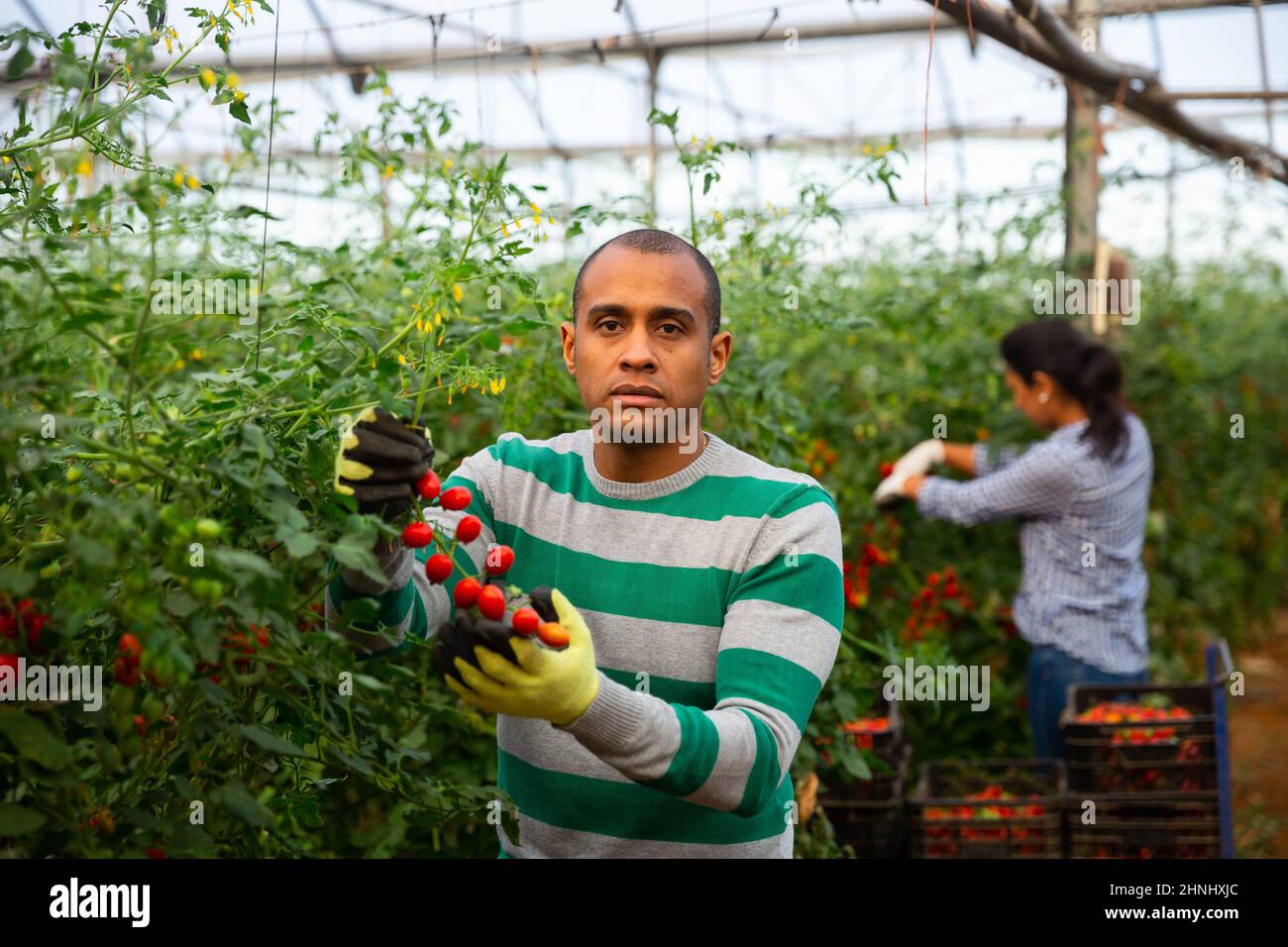 Successful latino gardener with red tomatoes in a greenhouse Stock ...