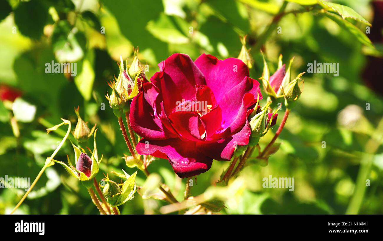 Spanish Red Roses Red rose with green leaves in some gardens of Barcelona, Catalunya ...