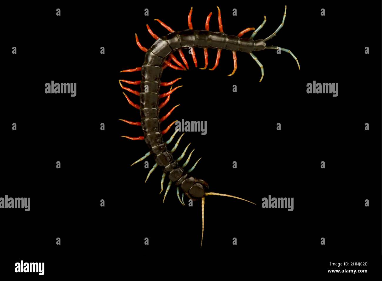 Malaysian jawel centipede (Scolopendra sp.) Stock Photo