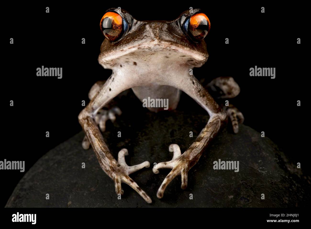 Spotted Litter Frog (Leptobrachium hendricksoni) Stock Photo