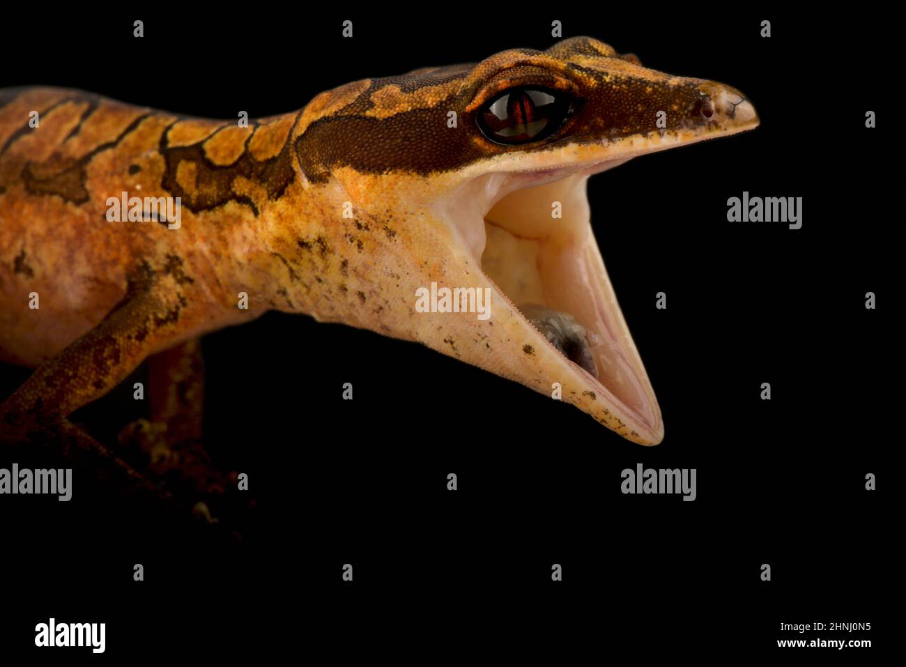 cat gecko (Aeluroscalabotes felinus) Stock Photo