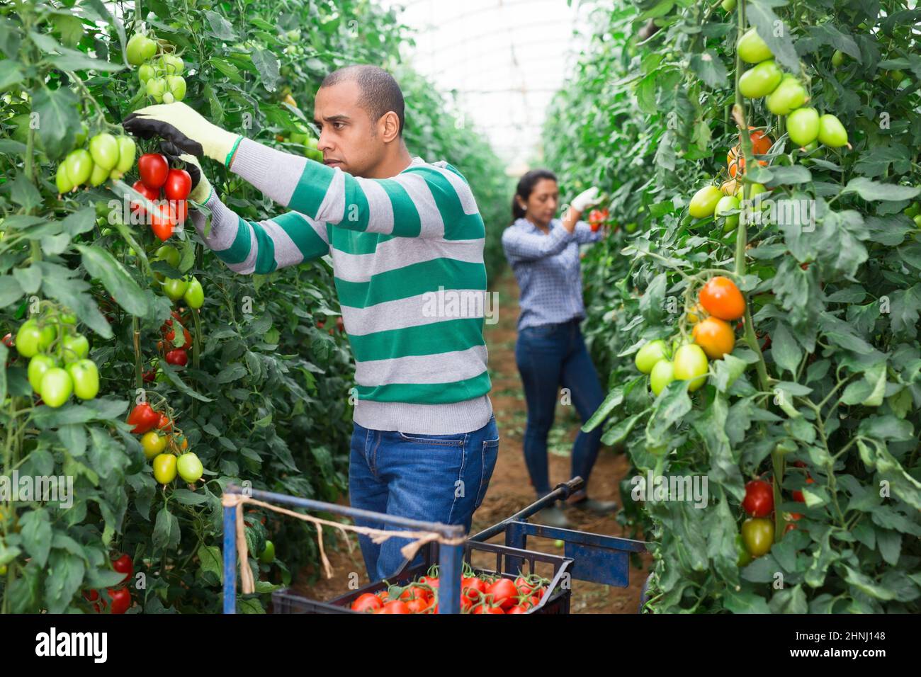 Happy latino farm owner picks red tomatoes in a greenhouse Stock Photo ...