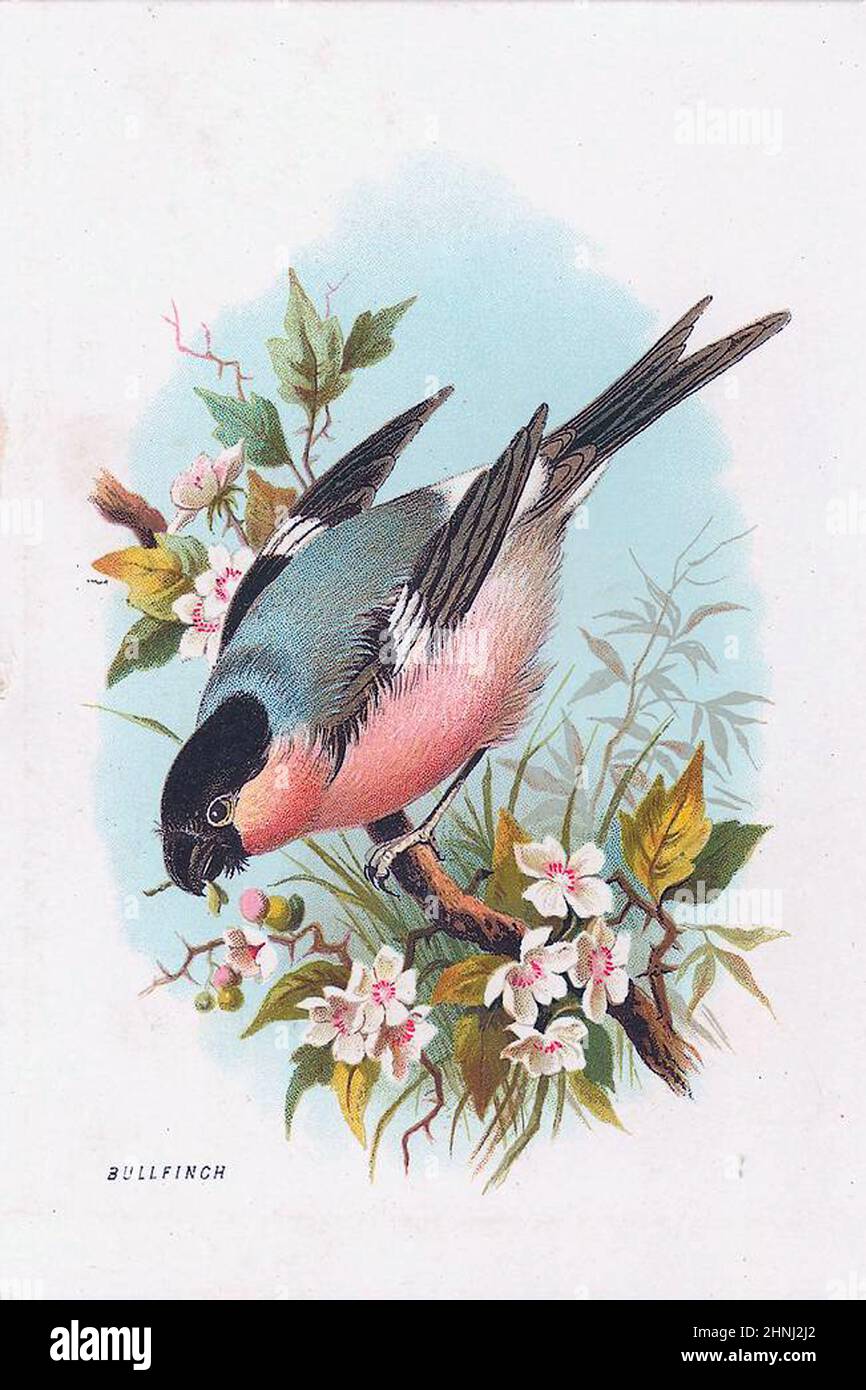 Vintage Victorian bird illustrations Stock Photo