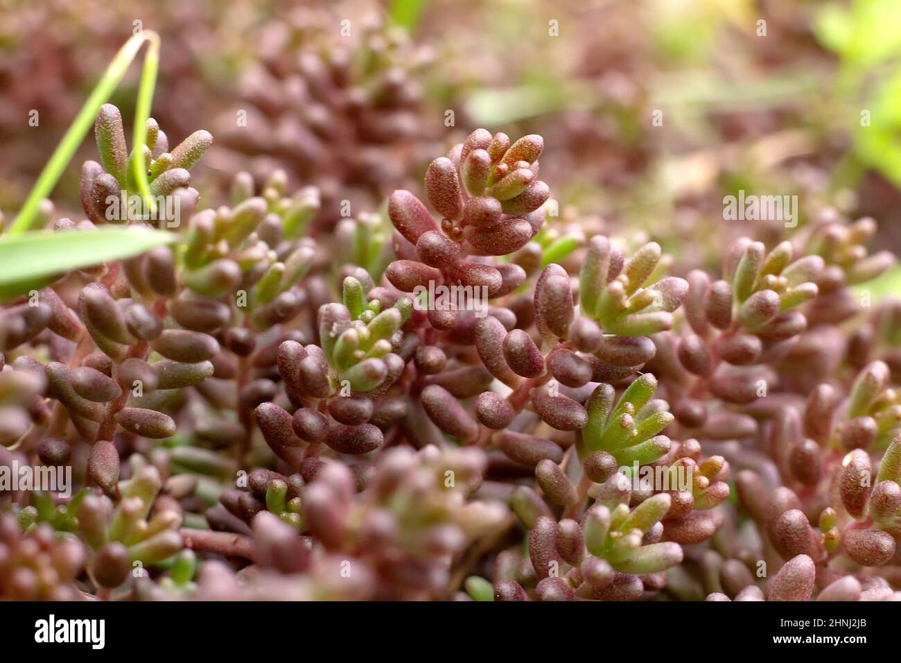 Stonecrop, or Sedum rock or Sedum rupestre is a species of succulent plants of the genus Sedum of the family Crassulaceae. Stock Photo