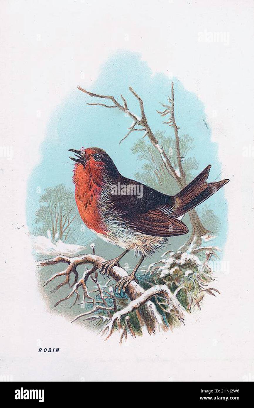 Vintage Victorian bird illustrations Stock Photo