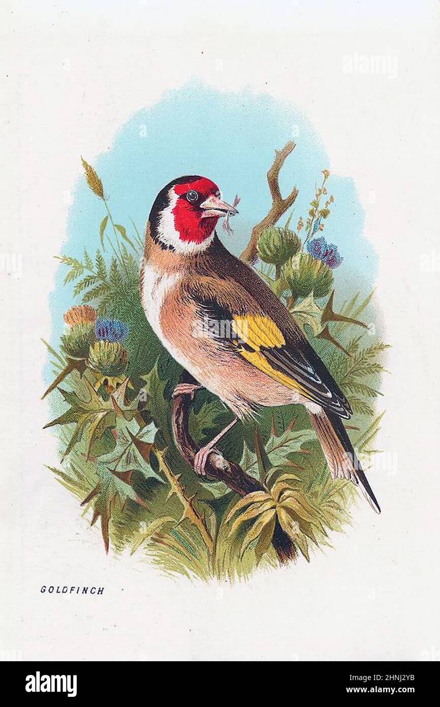 Vintage Victorian bird illustrations Stock Photo