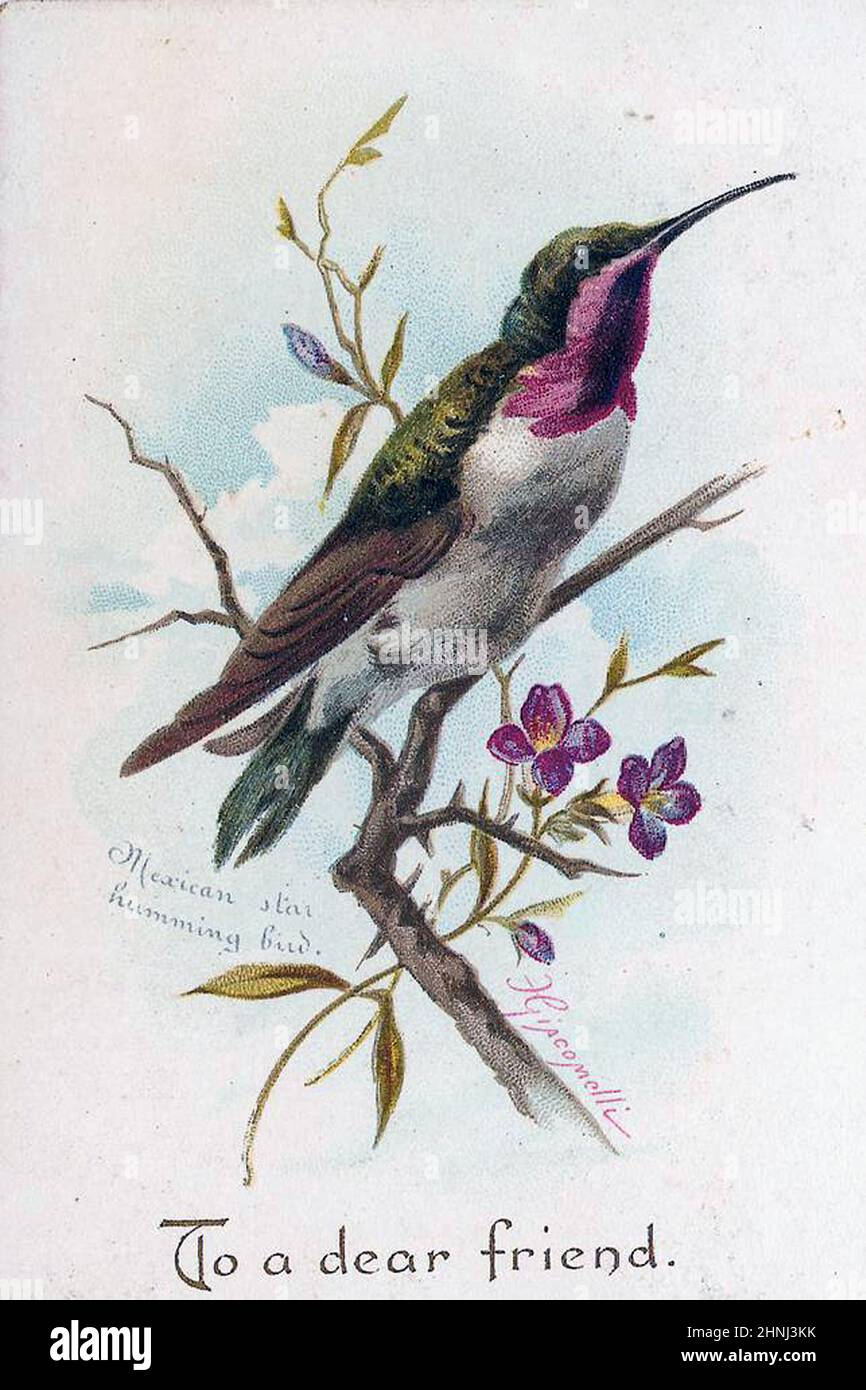 Vintage Victorian bird illustrations Stock Photo - Alamy