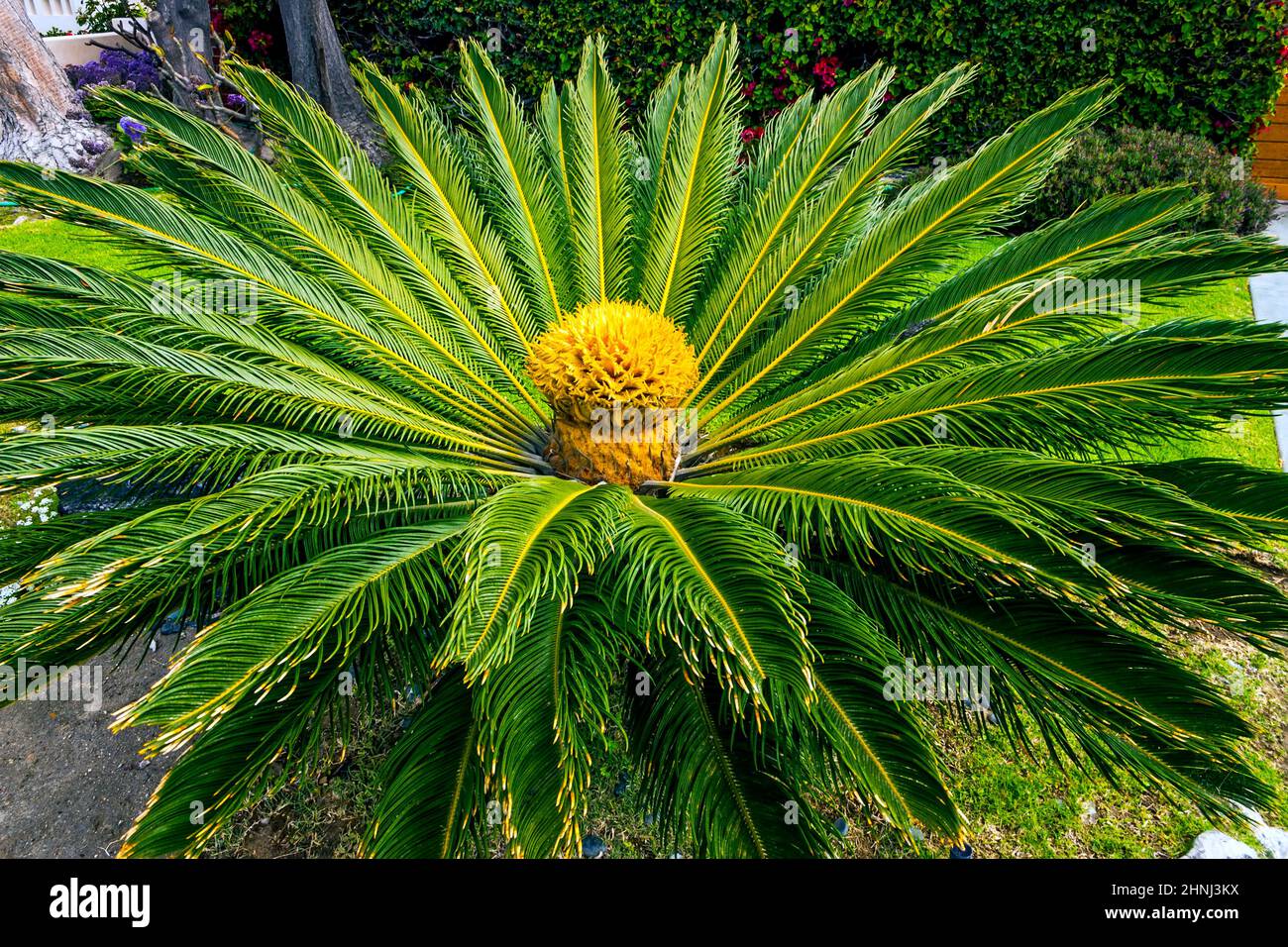 Flowerbed of palms in San Diego, California. Stock Photo