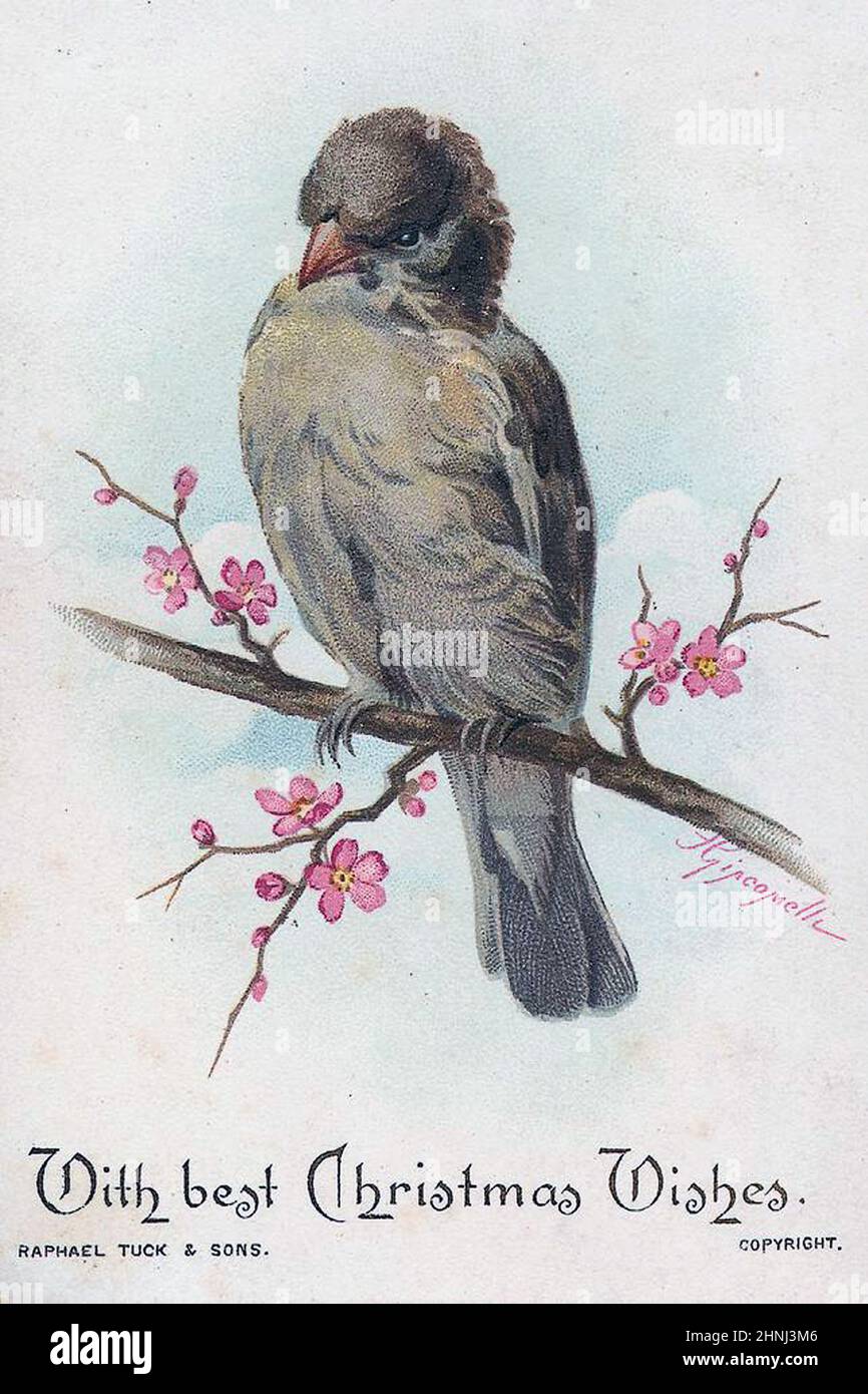 Vintage Victorian bird illustrations Stock Photo - Alamy