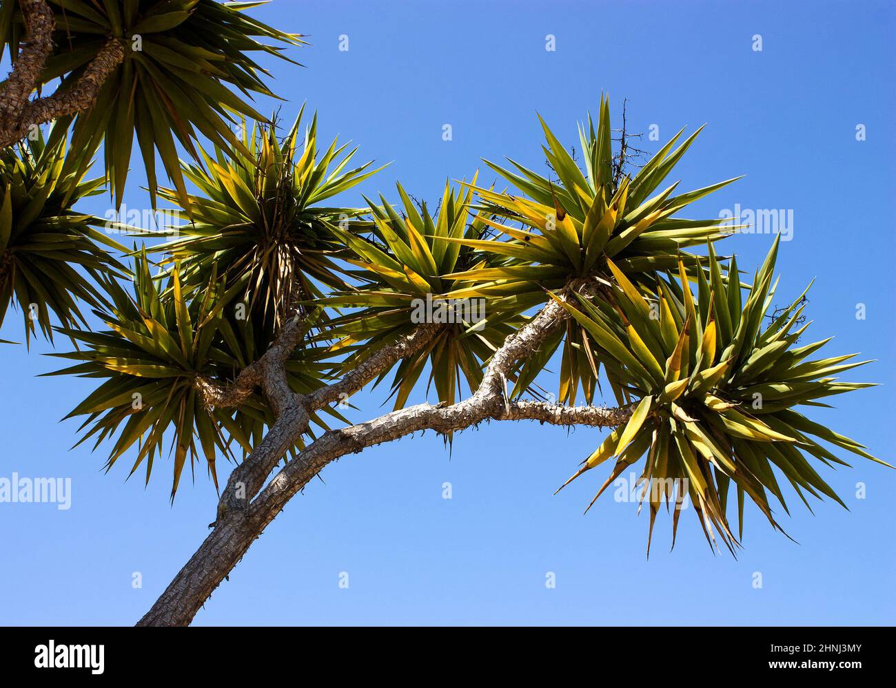 Unusual sprawling cactus in San Diego, California, USA Stock Photo