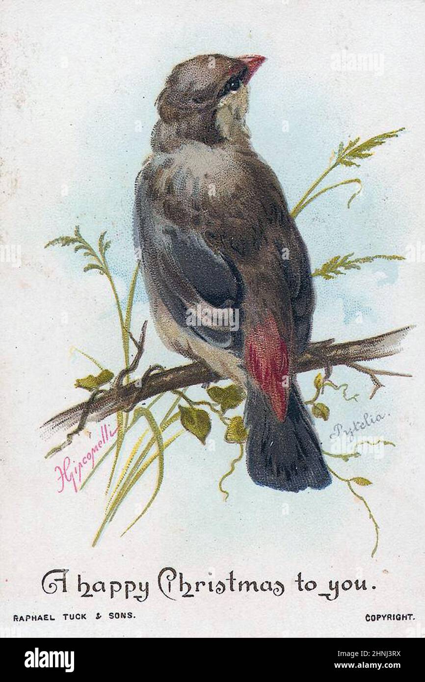 Vintage Victorian bird illustrations Stock Photo - Alamy