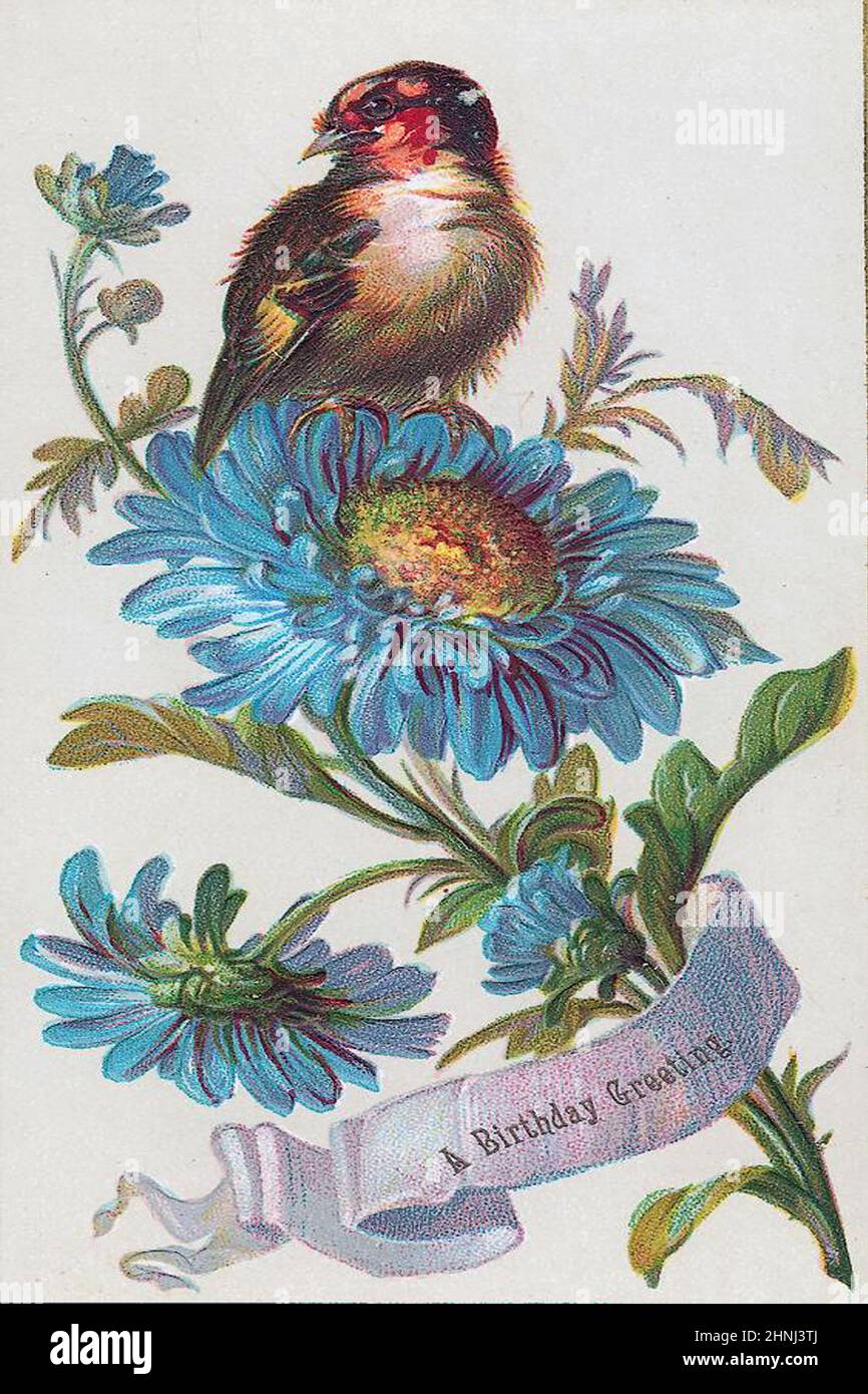 Vintage Victorian bird illustrations Stock Photo - Alamy