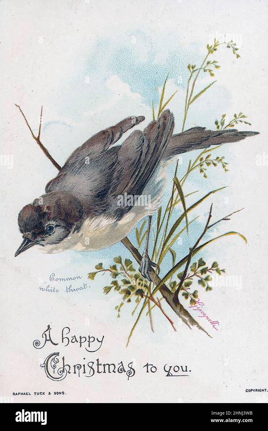 Vintage Victorian bird illustrations Stock Photo