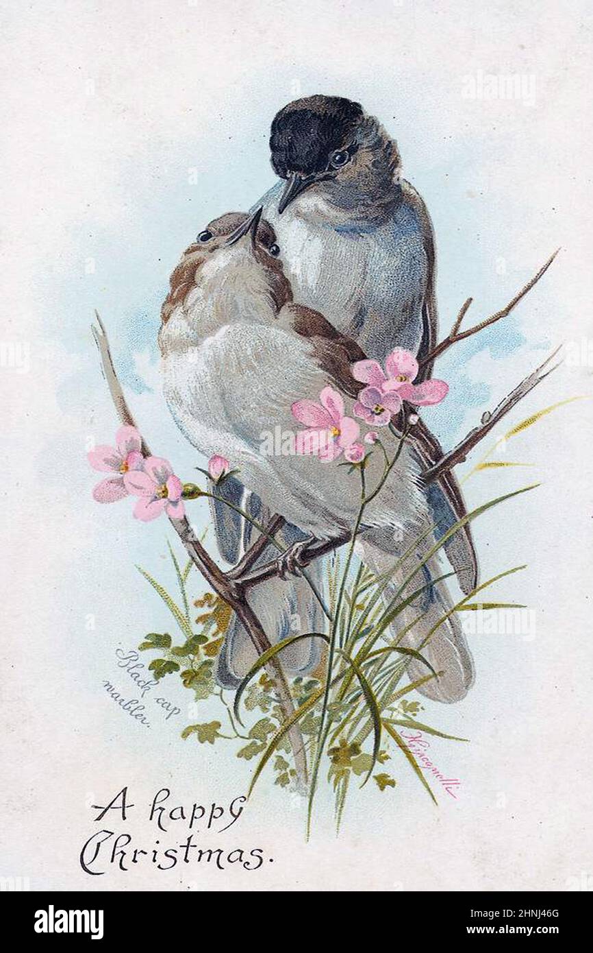 Vintage Victorian bird illustrations Stock Photo - Alamy