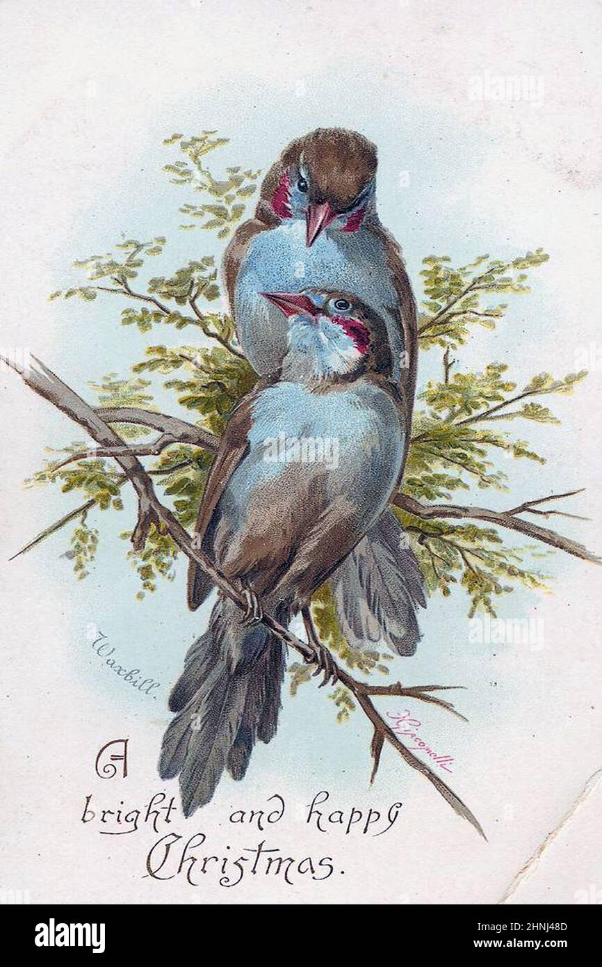 Vintage Victorian bird illustrations Stock Photo - Alamy