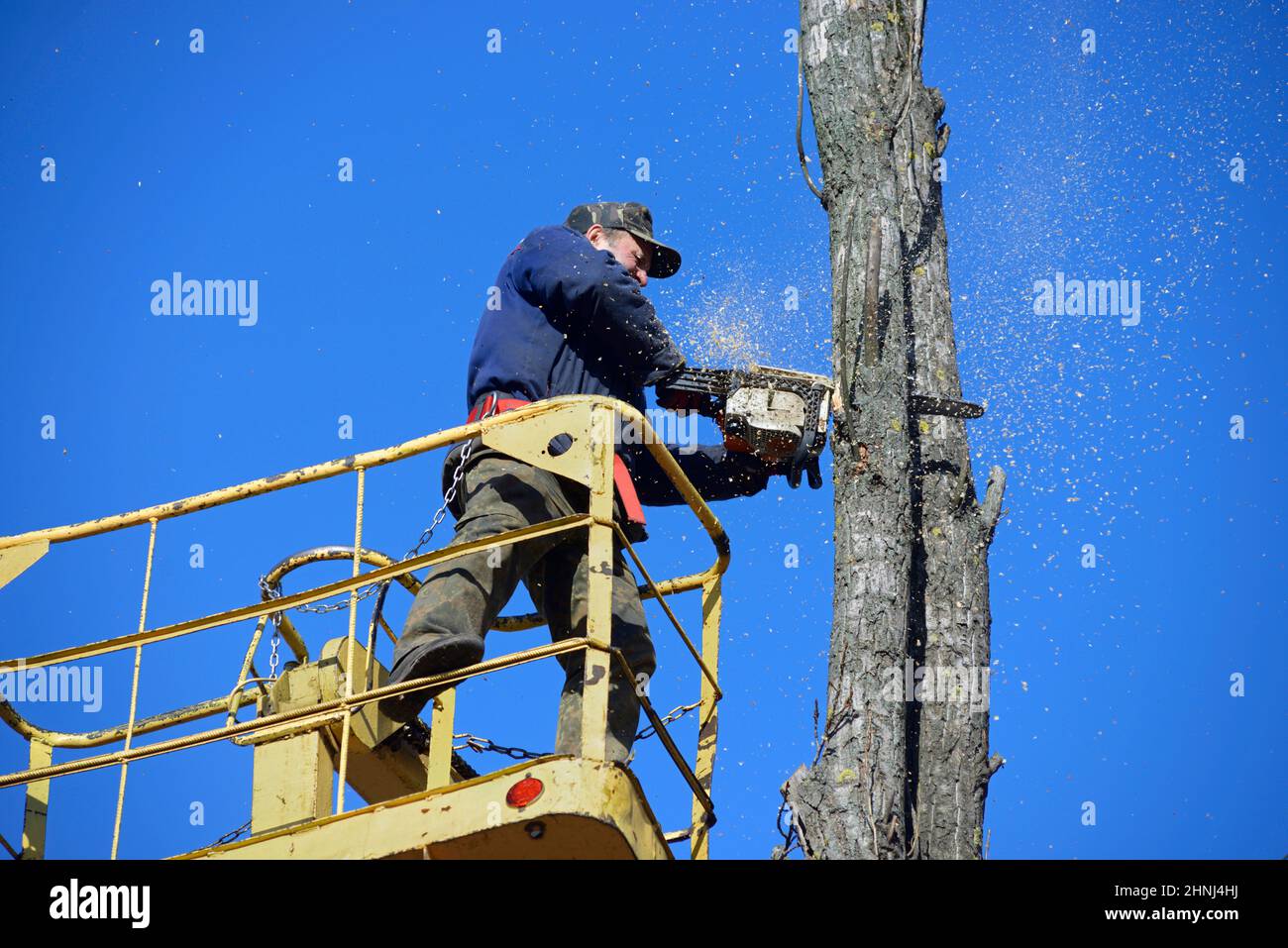 Worker cutting dead standing tree with chainsaw using truck-mounted ...
