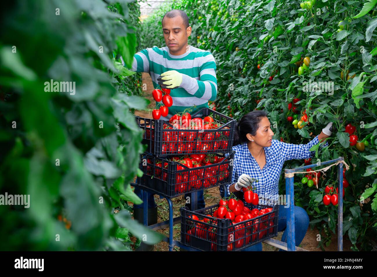 Two hispanic gardeners harvesting tomatoes in greenhouse Stock Photo ...