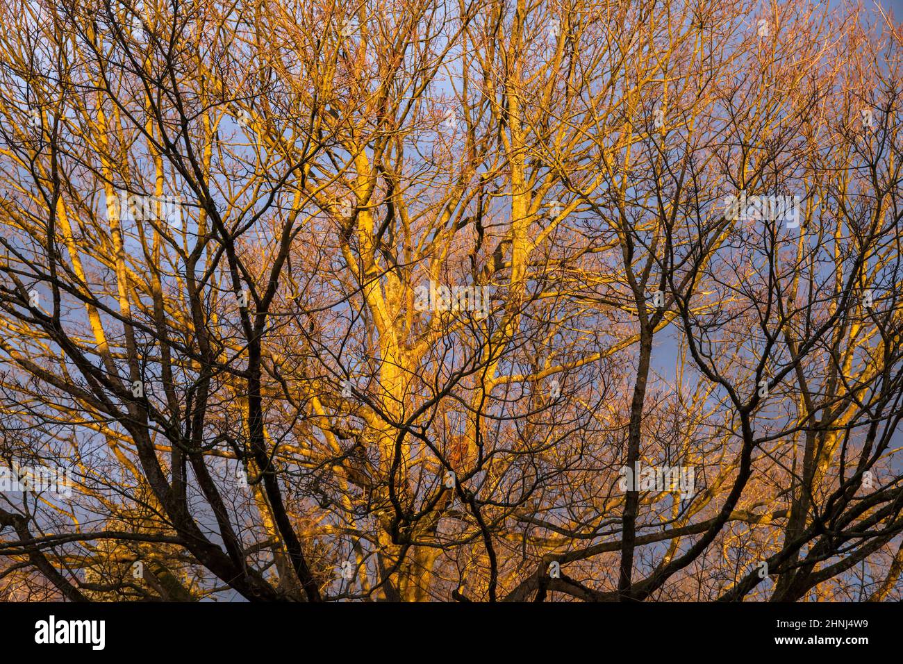 maple tree in the evening sun in winter, Wetter on the river Ruhr, North Rhine-Westphalia, Germany. Ahornbaum in der Abendsonne im Winter, Wetter an d Stock Photo