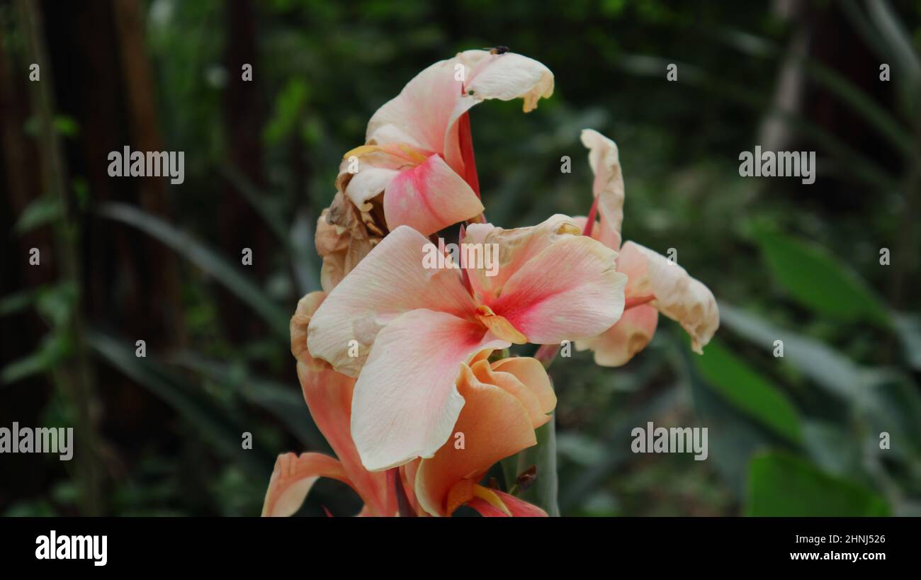 Close up of withered canna lily flowers in the garden Stock Photo