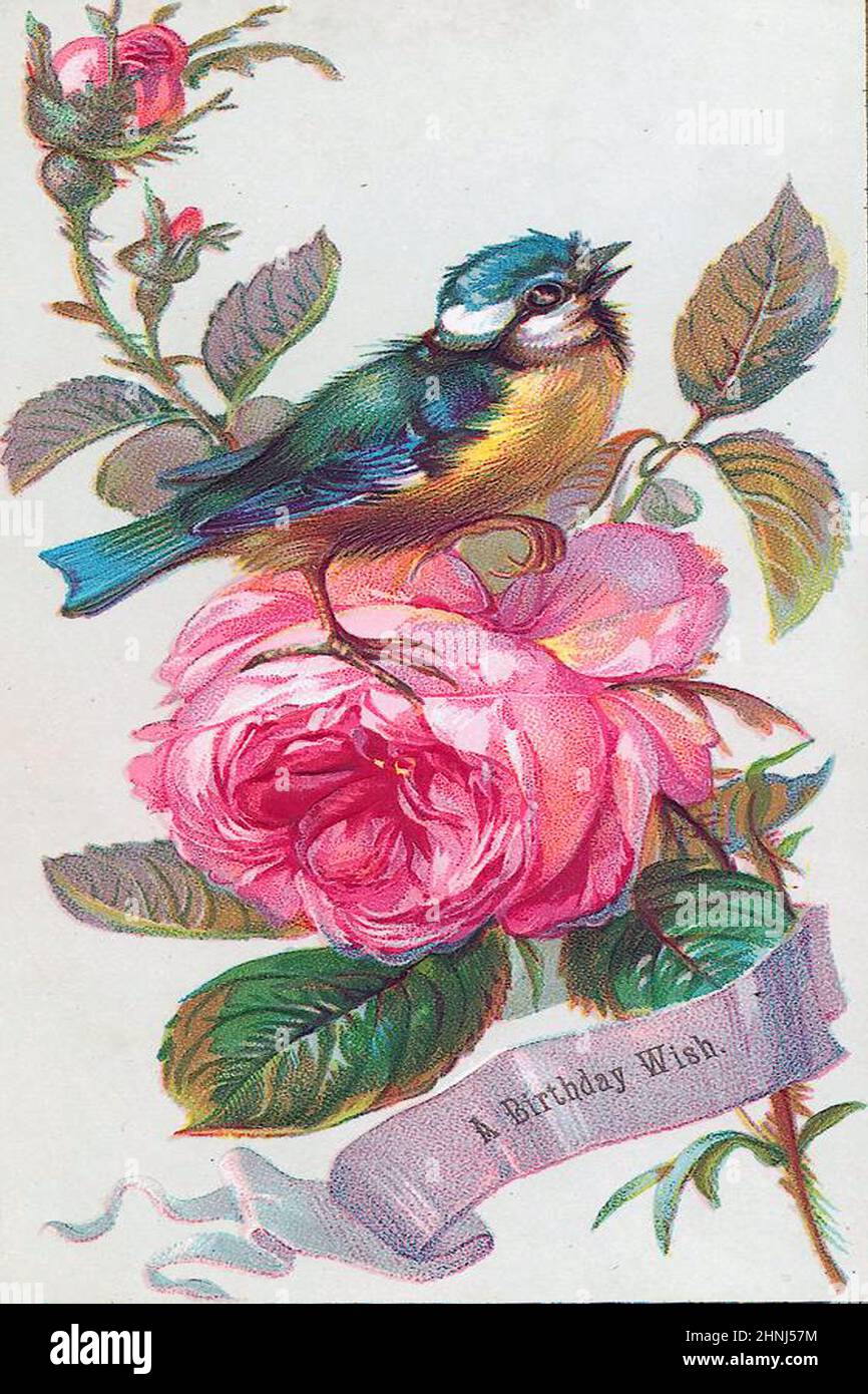 Vintage Victorian bird illustrations Stock Photo